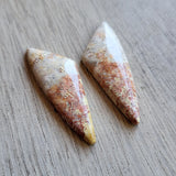 Fossilized Coral Pair