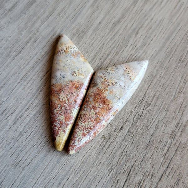 Fossilized Coral Pair