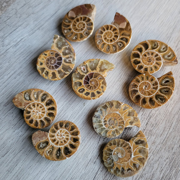 Fossilized Ammonite Collection