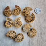 Fossilized Ammonite Collection